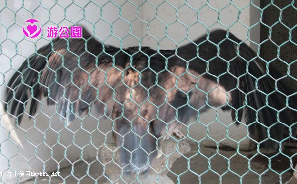 [原创]游人民公园-动物世界
