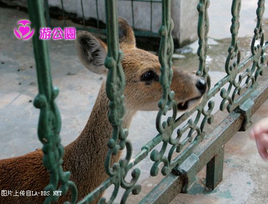 [原创]游人民公园-动物世界