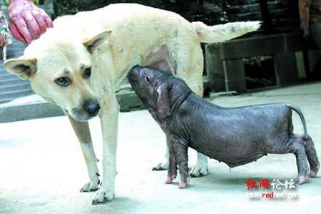 资料图：小黑猪拱起嘴在狗妈妈的肚皮下喝奶.jpg