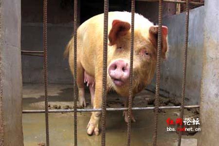 母猪事后一直被关在猪圈里.jpg