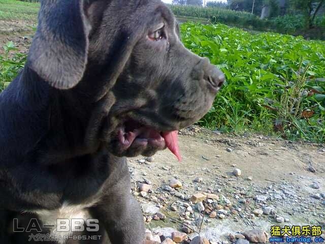 纽波利顿--乡下