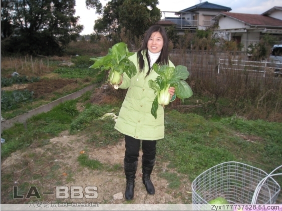 瞧！多好滴白菜！