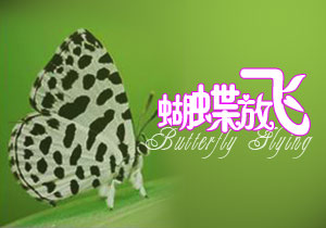 蝴蝶婚礼