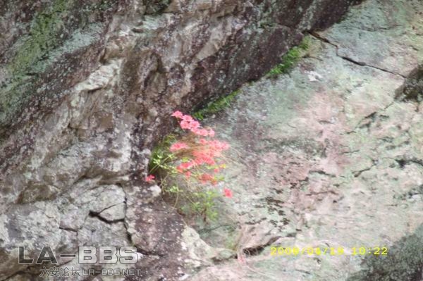 山崖上的花.JPG