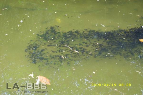 蝌蚪.JPG