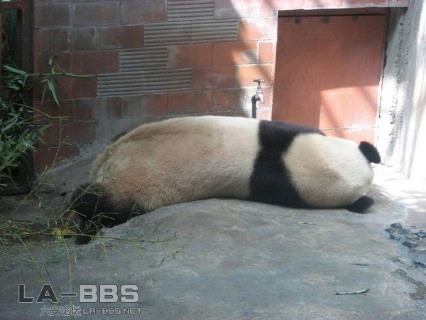 失恋了，都表理我