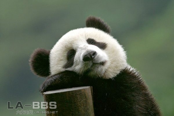 下午茶吃点啥？