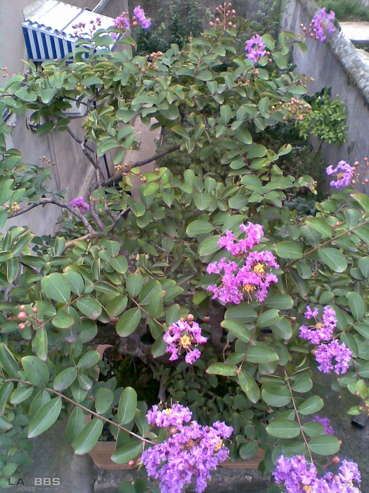 紫薇2.jpg