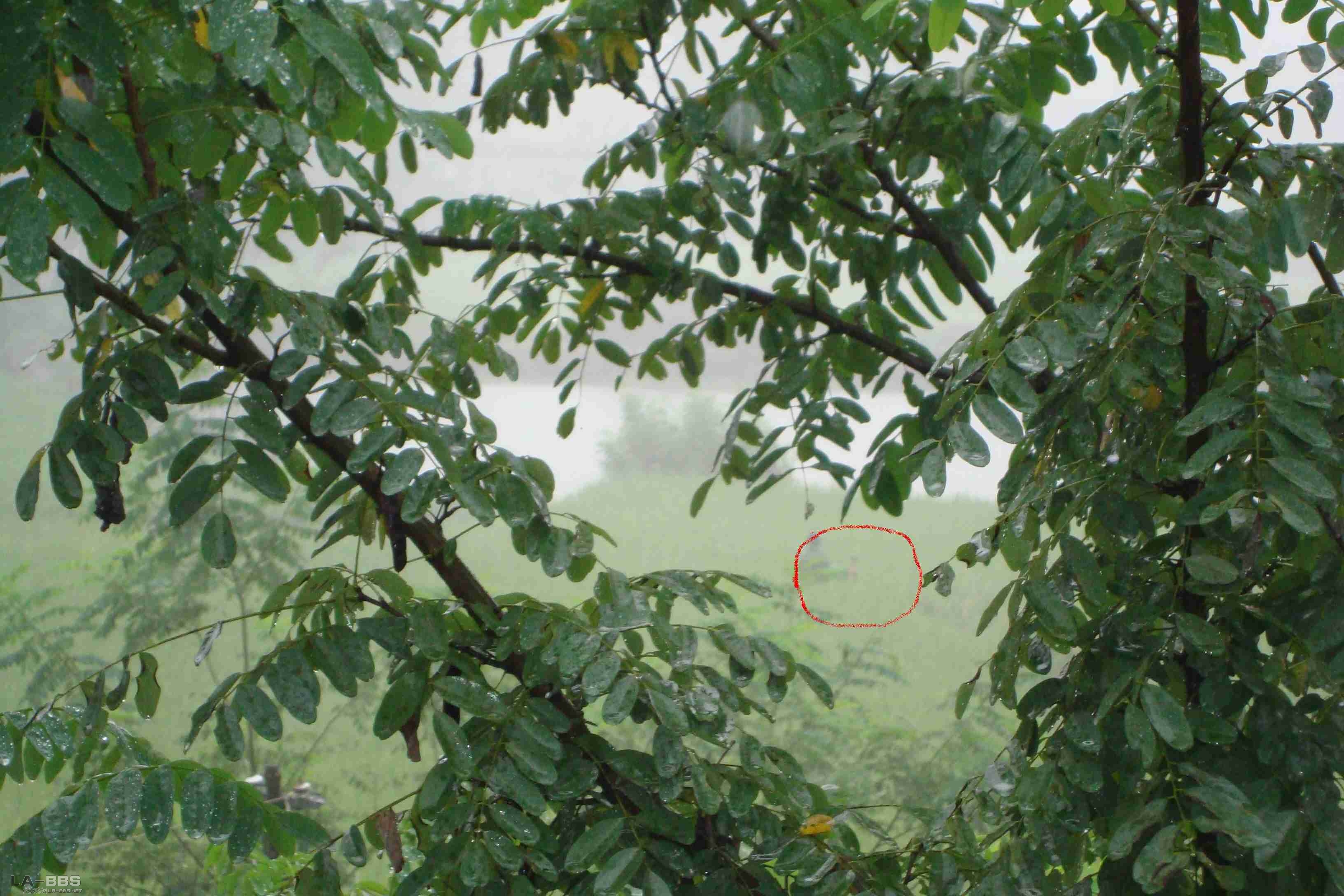 塘面还有穿雨衣继续奋战的钓友