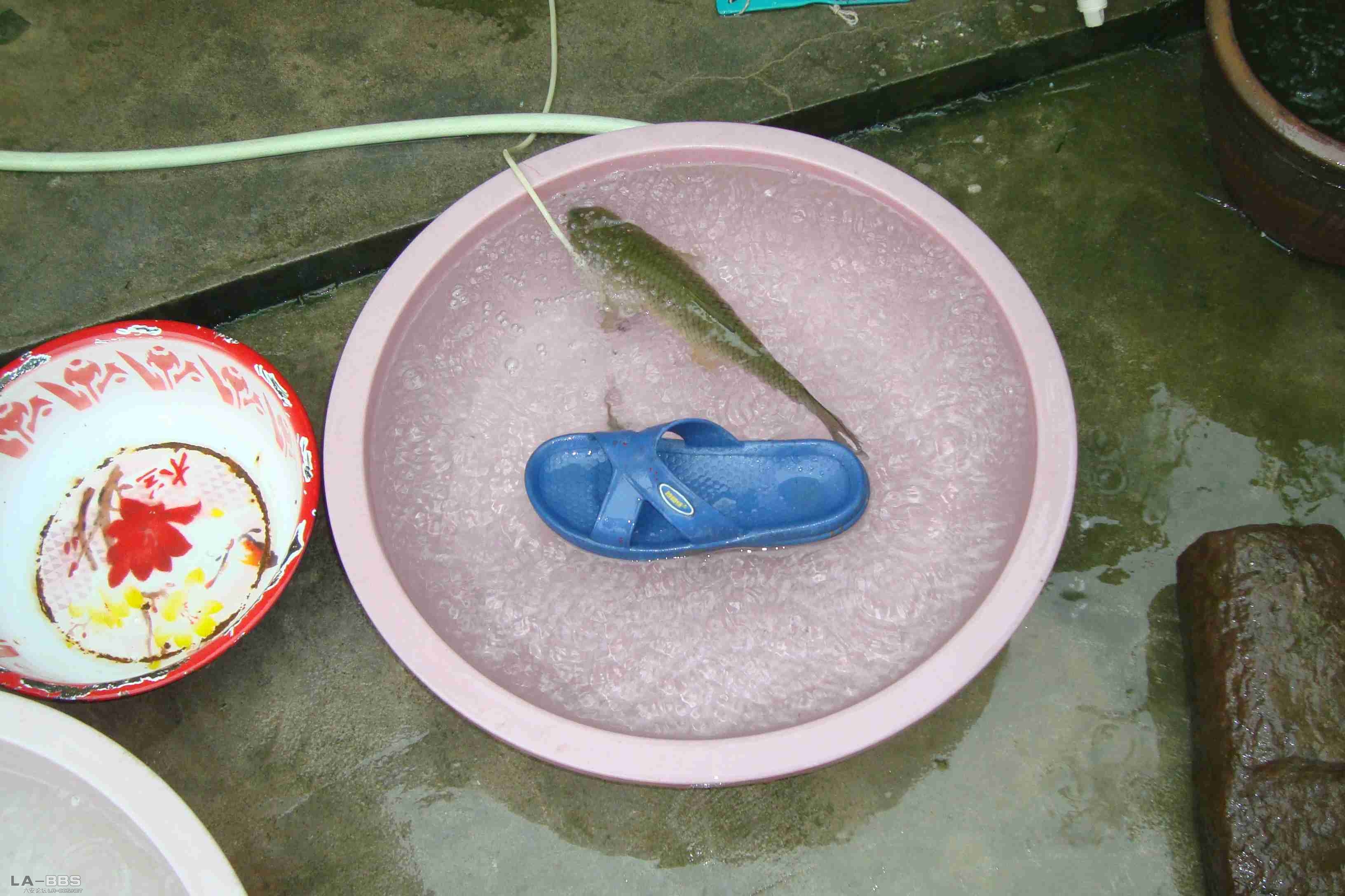 雨大，盆面上的水花就是大