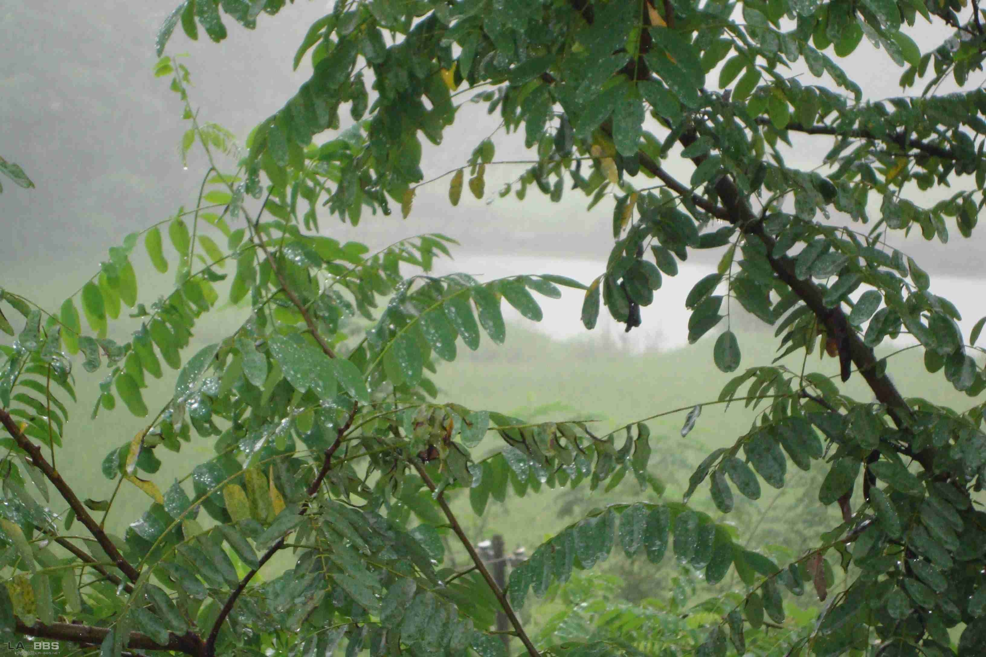 没办法，视线被树挡住了，不过还是能看到塘口