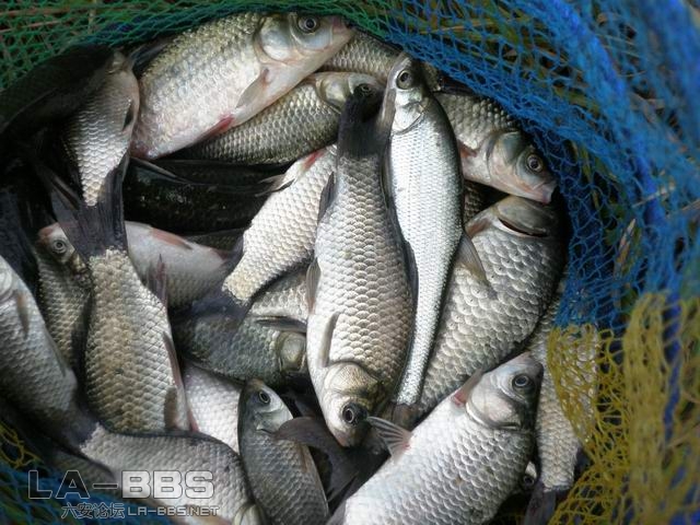 鲫鱼真漂亮也｀｀