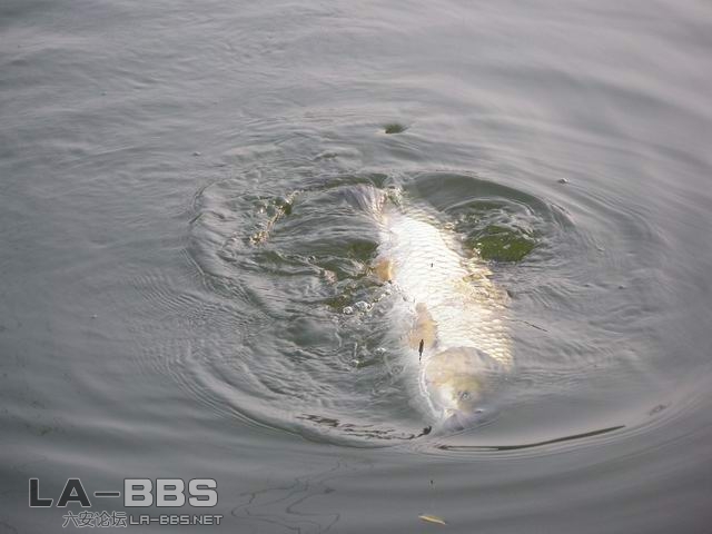 快投降了｀｀｀