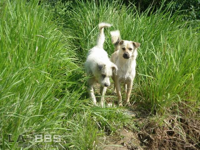 一对看塘狗？？？