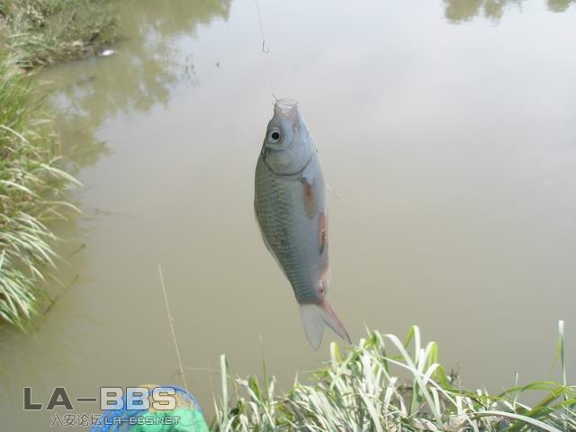 开始上小鲫鱼了