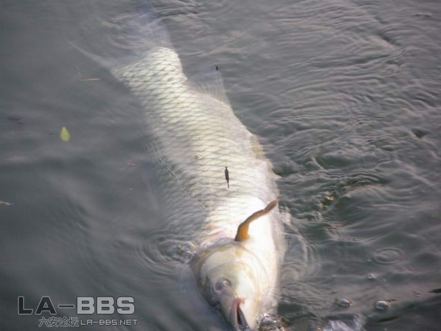 看看不错吧｀｀