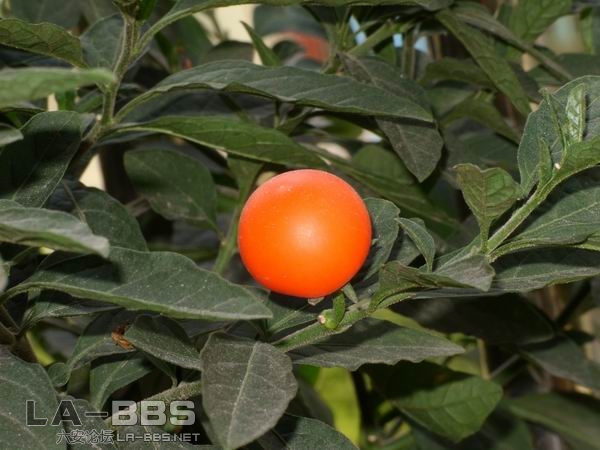 看樱桃.JPG