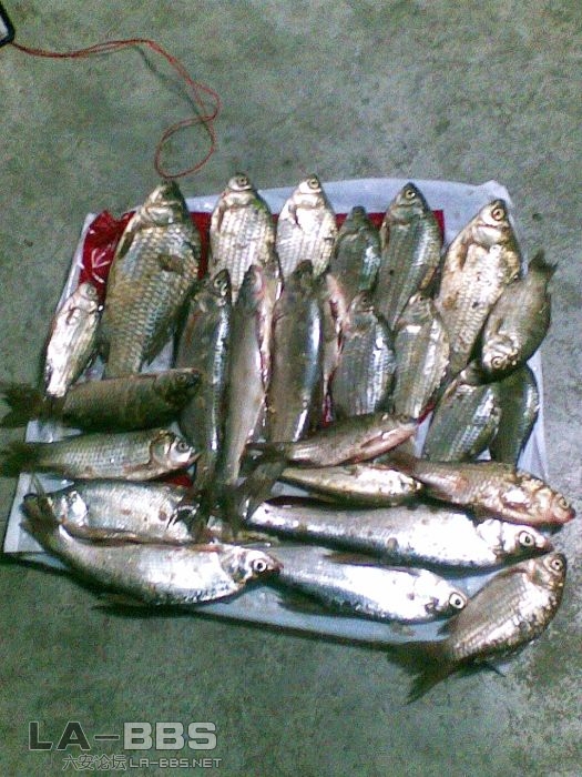 快三斤了，那个大鲫鱼有三两，看的不是太清楚