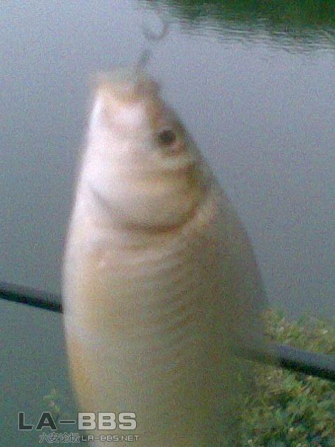 开始上小鲫鱼了