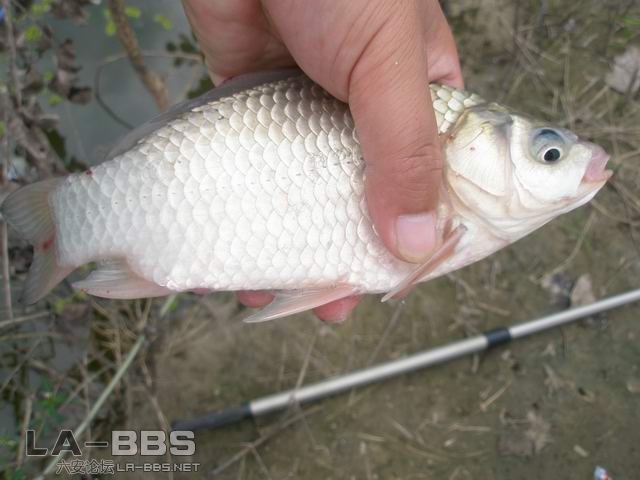 还不错的鲫鱼