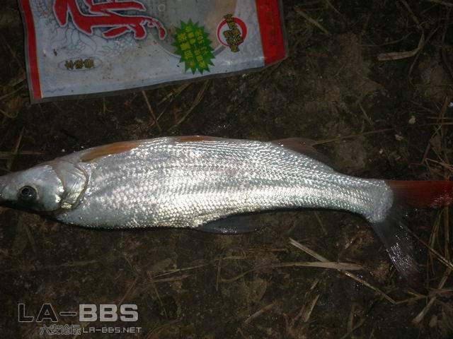 最后一尾鱼＿＿红尾