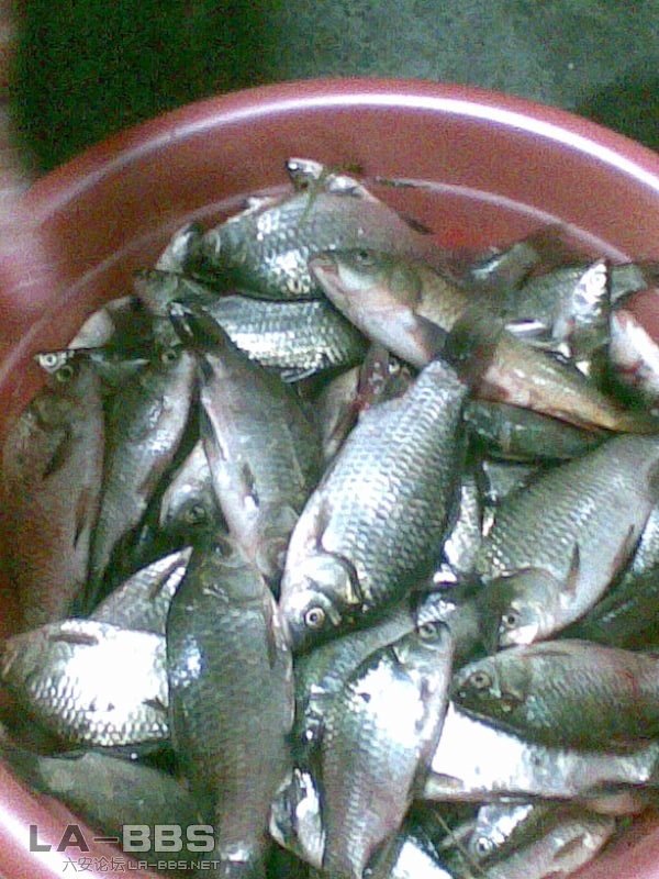 一天总的鱼获，差不多有四斤左右