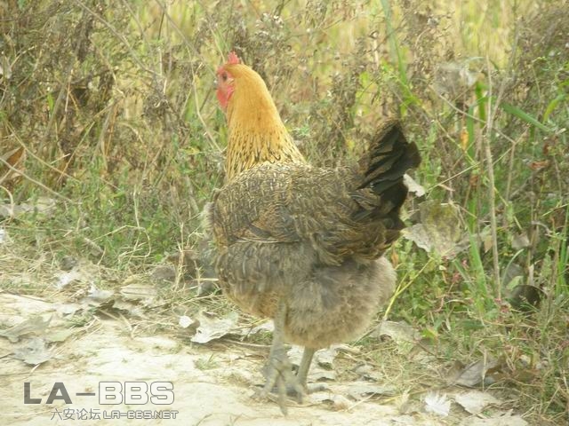 土鸡