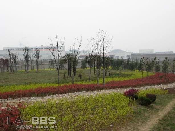 皋城东路桥头绿化