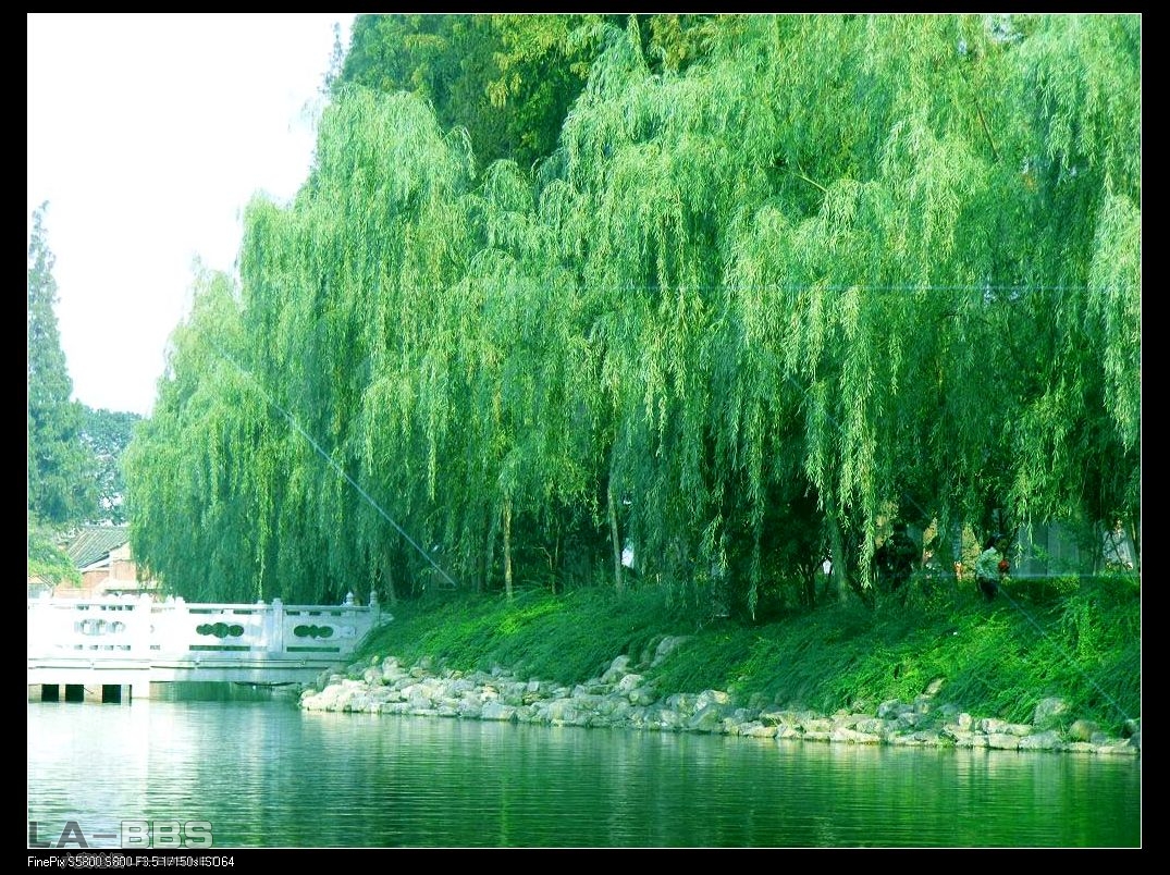 垂柳02.jpg