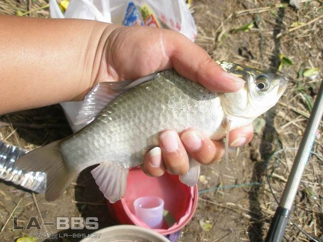 终于盼来了鲫鱼