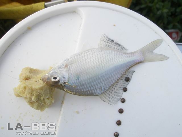 怎么又是你啊??????