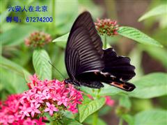 5338743_5549 (PDA).jpg