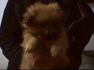 博美（50天母）