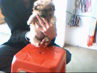 博美（50天母）