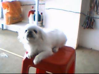 京巴（4个月小雪）