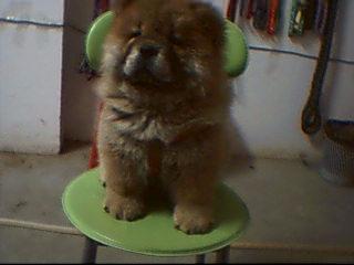 纯种血统松狮（公3个月）