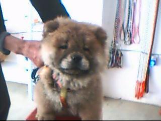 纯种血统松狮（公3个月）