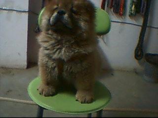 纯种血统松狮（公3个月）