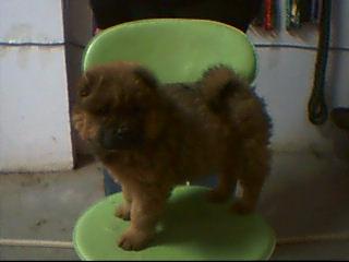 松狮（母40多天）