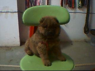 松狮（母40多天）