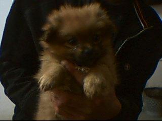 博美（50天母）