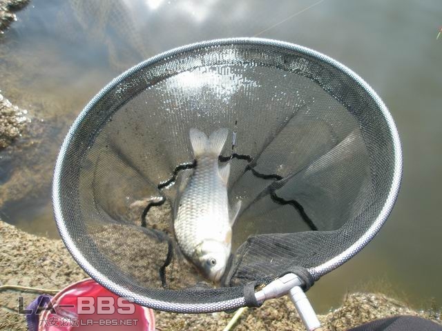 上的第一尾象样的鲫鱼