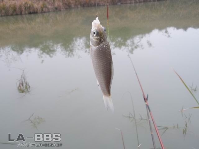 鲫鱼很漂亮```