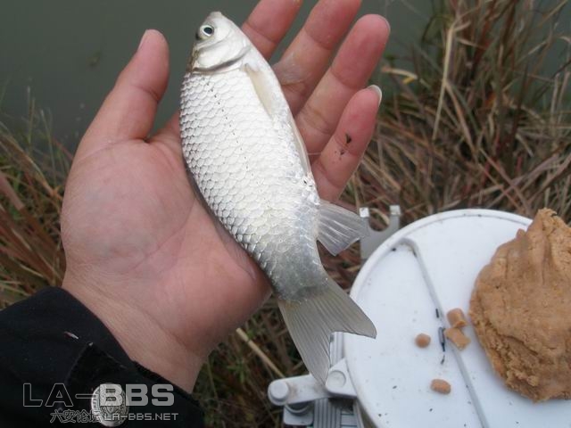 几乎都是这样大的鲫鱼```
