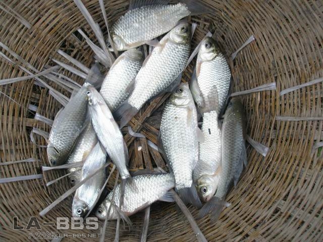 嘿嘿``都是小的```