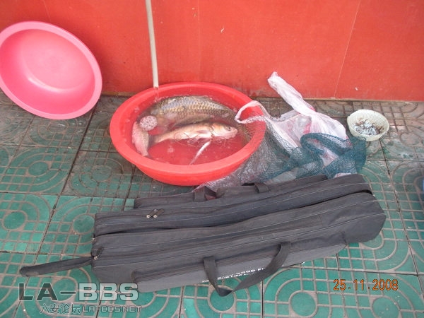 回到家  鱼还活着