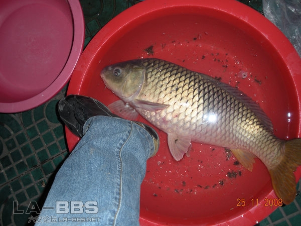 这条不小吧  拿机子就用我的臭脚比一下了