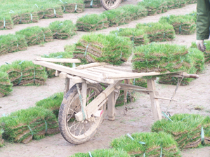 这是开始运输到田间大路上了，等待大车运输