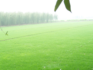 这是一望无际的草海，我拍的这个品种是多年生黑麦草和百幕大草混播（四季常绿）是很好的一种复合草，在我们 ...