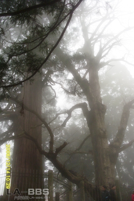大树.JPG